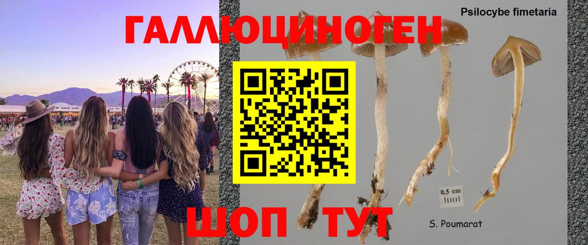 купить наркоту  Галлюциногенные грибы GOLDEN TEACHER  Вход с VPN  Волжский 
